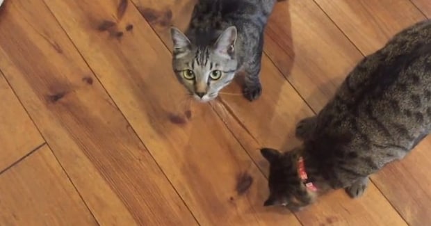 普段と様子が違う兄弟猫→なんだろうと思っていたら、『足』に……『衝撃の瞬間』が34万再生「危機を救った賢い子たち」「ビックリだね」