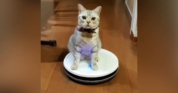無表情で『ロボット掃除機を乗りこなす猫』…あまりにも『シュールすぎる光景』に「移動手段を見つけたんだｗ」「吹いた」と爆笑する人が続出