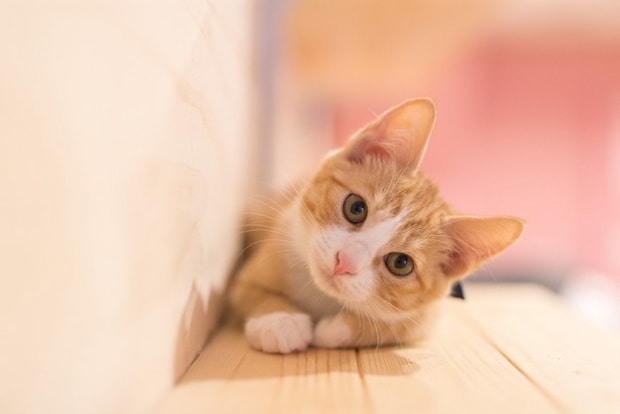 茶猫
