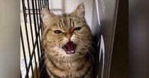 『威嚇を覚えたばかり』の1歳の猫→カメラに向かって怒った結果…ニヤけずにはいられない光景が47万再生「全然怖くないｗ」「かわいいｗ」