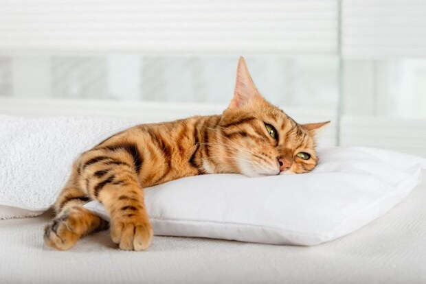 枕に頭を乗せて眠る猫