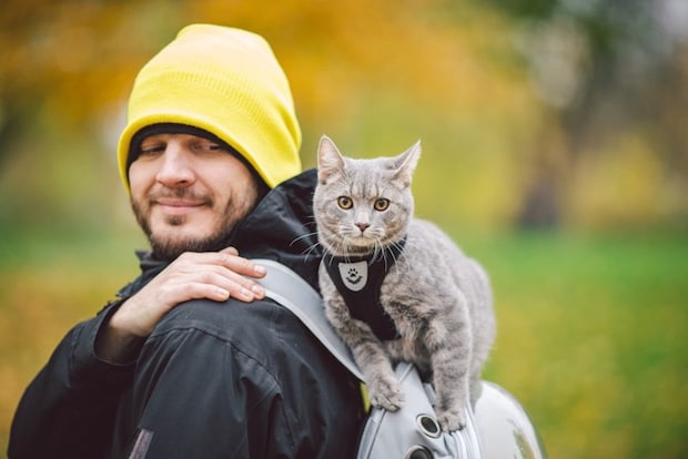 リュックに乗る猫