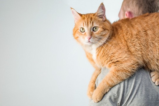 猫が『おんぶ』をされたがるときの理由5つ 考えられる心理や上手な応え方もご紹介