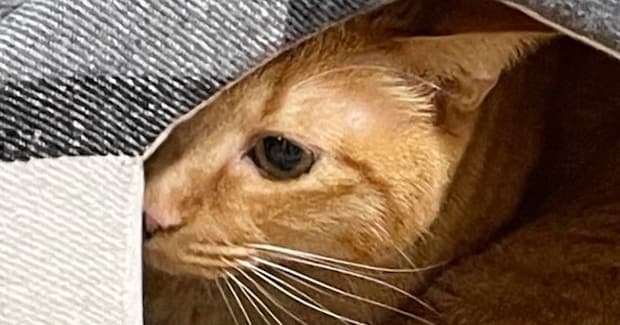 新品の『ねこベッド』を普通に使ってくれていた猫→翌日になると…『まさかの光景』に爆笑の声「たまらんw」「うちの子も同じことしてたw」
