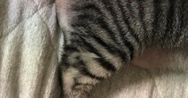 ネコの『おしり』をふと見たら、『まさかの光景』が……『奇跡的な瞬間』に爆笑する人が続出「お茶吹いたｗｗ」「擬音はファーかなｗ」