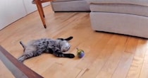 ペットカメラから『ひとり遊びする猫の様子』を見たら…完全に脱力中な『笑える瞬間』が46万再生「素晴らしいｗ」「休日のおじさんｗ」