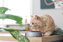 猫が『隠れてご飯を食べる』ときの心理4つ　落ち着かない理由や安心させる方法まで
