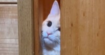 引き戸を開けて入ってきたお姉ちゃん猫→『弟猫』が挑戦すると…笑ってしまう光景が38万再生「猫生1週目で可愛いｗ」「個性が出るねｗ」