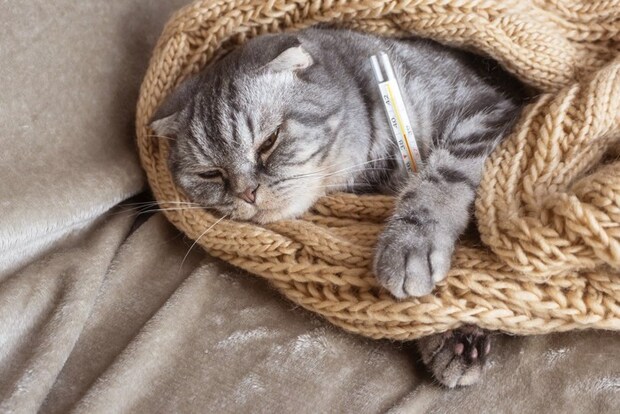 体温計と猫