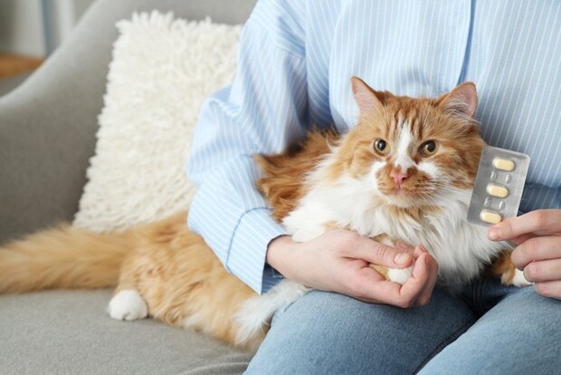 薬を持つ人と猫