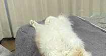 いつもは机の上に乗らない猫→入りやすいように『こたつの布団』を開けておいたら…まさかの瞬間に爆笑「頭いいなぁｗ」「敷物かと思ったｗ」