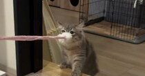 猫じゃらしを『お気に入りの場所に持っていきたい猫』vs『全く動かないパパ』…微笑ましい戦いの様子に『癒される』と反響「かわいいｗ」