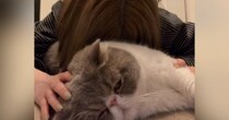 『猫吸い』を堪能していたら、愛猫が怒ってしまい…『まさかのお仕置き』に爆笑の声続出「ガッツリロックされてるｗ」「ご褒美だね」と16万再生