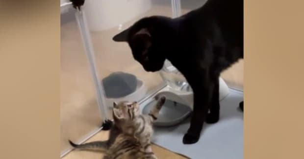 生まれたばかりの赤ちゃん猫に、兄猫が……『優しい光景』と『まさかの結末』が24万再生「最後ので爆発したw」「お世話したいんだろうねw」
