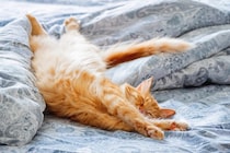 猫の長生きにつながる『寝床』の条件5つ　良い睡眠がもたらす効果や環境の整え方まで