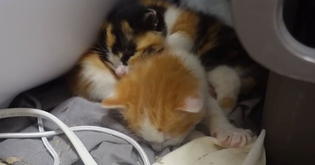 『眠っている保護子猫たち』をそっと見守っていたら、1匹が起き上がって…可愛すぎる展開に「シャーがかわいいｗ」「元気に育ってほしい」と反響