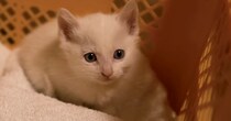 寒い朝、『玄関でうずくまっている子猫』を発見……保護された様子に涙が出ると122万再生「幸せをありがとう」「家族になれて良かった」