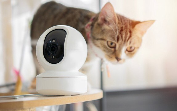 「姉猫の危機!」ペットカメラで異変を訴えた子猫の機転で、閉じ込められた猫を無事救出 アイルランド