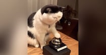 夜におやつが欲しくなった猫→ベルを『チーン』と鳴らして…かわいすぎる光景が90万再生「押し方がかわいいｗ」「永遠にあげたくなる」