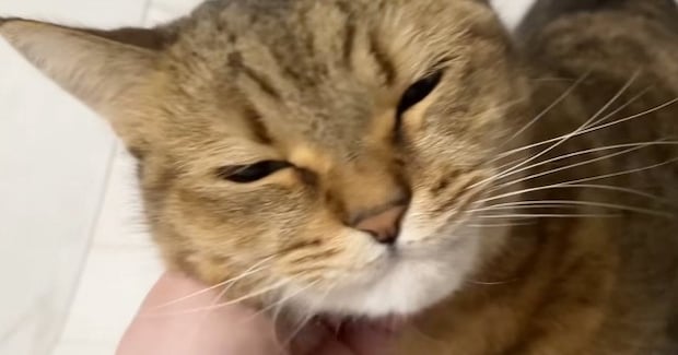 ママが早めに帰宅した結果→いつもは『喜んでお出迎えをする猫』が…『予想外の行動』に爆笑の声「表情がかわいいｗ」「温度差に笑った」