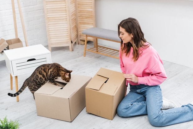 荷造りをする女性とダンボールを覗こうとする猫