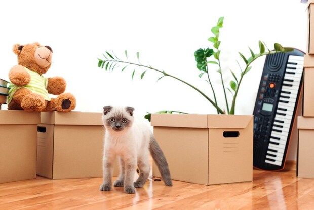 段ボールの前の子猫