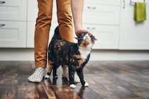 猫があなたに『撫でてほしい』と伝えているサイン5選　気持ちを読み取るコツや喜ばれる撫で方まで