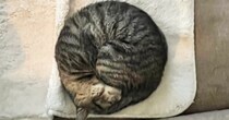 丸まって寝ている猫を撮影→『線で囲ってみた』結果…完璧すぎるフォルムに１万いいね「見事な丸み」「綺麗なアンモニャイト」と絶賛