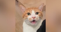 『ママと一緒に寝たい猫』→夜になると……とんでもなく尊い『アピールの様子』が42万再生「鳴き声が最強ｗ」「最優先で一緒に寝ちゃう」