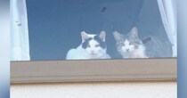 猫たちがくつろぐ出窓に貼られた『手書きのメッセージ』→内容を見ると…男の子がとった『素敵な行動』に２万いいね「何かしらの賞をあげたい」