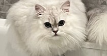 モッフモフの猫を洗った結果→まるで『別の猫』みたいに変化して…まさかのビフォーアフターに「６度見した」「とけちゃった…」と驚きの声