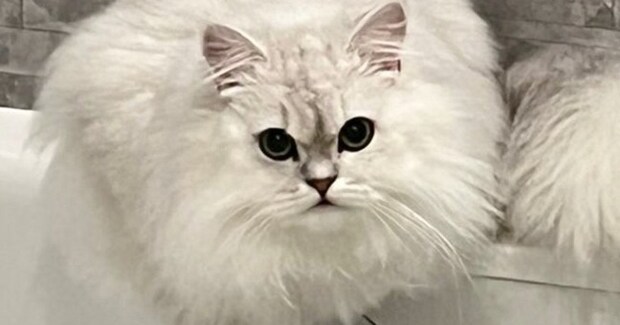 モッフモフの猫を洗った結果→まるで『別の猫』みたいに変化して…まさかのビフォーアフターに「６度見した」「とけちゃった…」と驚きの声
