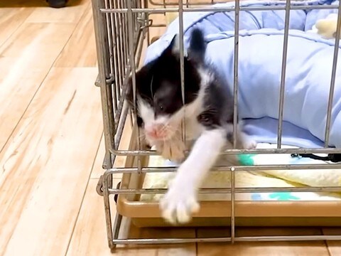 ケージから脱出したい子猫→必死に暴れ出して…思わず応援したくなる『尊い光景』に「可愛い瞳で見つめる反則技」「甘えたいのね」の声