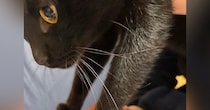 よく『猫に踏まれる夫』→今回踏まれていた場所が……笑ってしまう瞬間に１万いいね「旦那さんうれしそうｗ」「仕留めに来てるね」