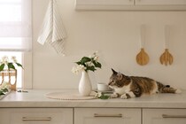 猫が『物にぶつからずに歩ける』理由3選　なぜ器用に避けられるの？歩き方の仕組みまで解説