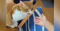 大好きなママが『抱っこ』と言ったら…甘え上手な猫が見せた『可愛すぎる行動』が16万再生「言葉を理解してて凄い」「羨ましい限り」