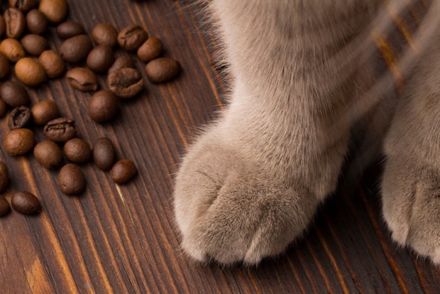 コーヒー豆と猫の足