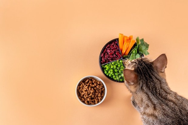 豆製品を見つめる猫