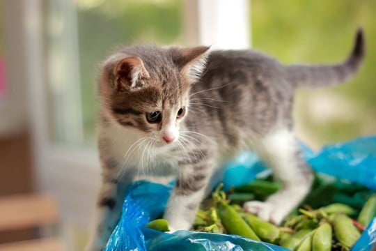 猫に『豆製品』を食べさせても大丈夫?体に与える影響や注意すべきことまで