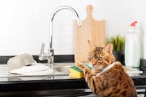 猫が使う『食器』をキレイにする方法4つ　洗うときのコツや洗剤の選び方も解説
