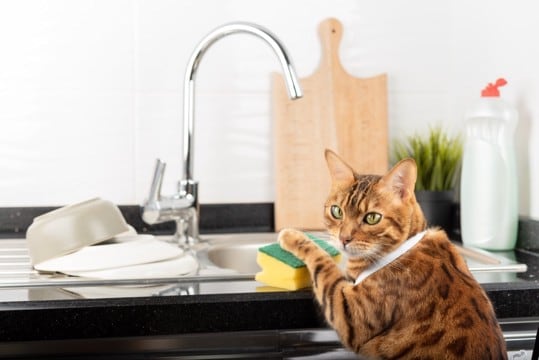 猫が使う『食器』をキレイにする方法4つ 洗うときのコツや洗剤の選び方も解説
