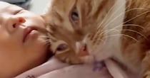 腕の中で眠る赤ちゃん→そばで猫も寝始めて……可愛すぎる『お昼寝中の様子』に「天使しかいない」「天国に迷い込んだかと思った」と悶絶の声