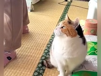 おやつをもらえることになった『三毛猫』…待っているときの様子が尊すぎると18万再生「全部ひっくるめて可愛い」「何と愛おしい」