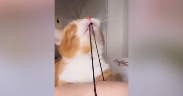 腕につけていた『ヘアゴム』で遊び始めた猫→限界まで引っ張って……笑ってしまう展開に「可愛いから仕方ないw」「ゴム大好きだよねw」の声