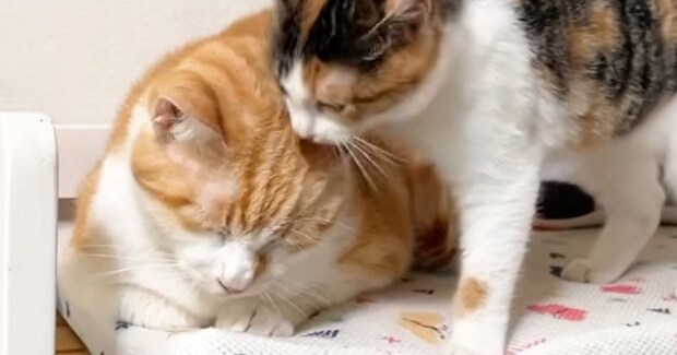 構ってもらえなかった保護子猫…去り際の『まさかの行動』と先住猫の反応に「猫の皮を着た菩薩w」「悟り開いてるw」と笑う人が続出