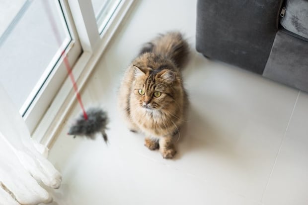 おもちゃを見上げる猫