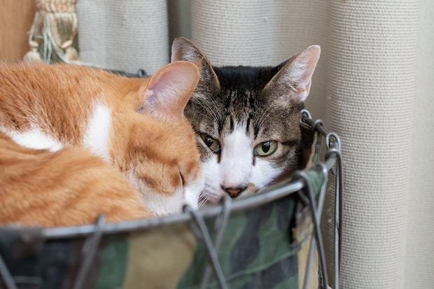 二匹の猫