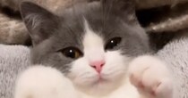 甘えん坊の子猫を『ブラッシング』していると…とんでもなくあざとい『まさかの仕草』が697万再生「うわー最高」「なんてすばらしい」と絶賛