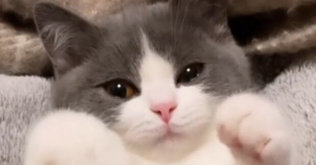 甘えん坊の子猫を『ブラッシング』していると…とんでもなくあざとい『まさかの仕草』が697万再生「うわー最高」「なんてすばらしい」と絶賛