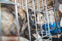 『猫の譲渡会』に行くときに守るべきマナー5選　迎えるまでの流れや必要な準備もご紹介